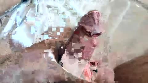 tarek088 online show from June 14, 2:30 pm