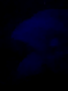 sexdol2 online show from July 25, 3:58 am