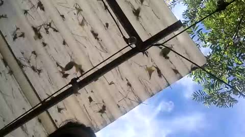 17cmpolla online show from November 22, 8:08 pm