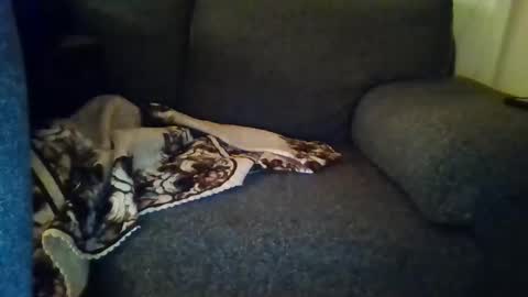 DesiGuy online show from December 8, 8:47 pm