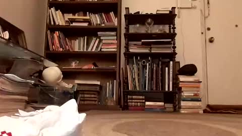 Snapshot of antonino85 chatting on December 20, 11:16 pm antonino85 online show from December 20, 11:16 pm