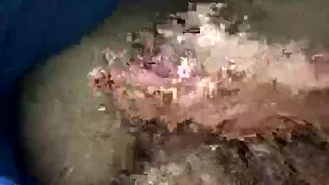 big88385909 online show from December 18, 12:50 am