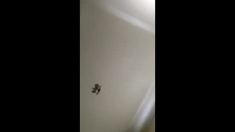 bigchorizo18 online show from April 7, 7:14 pm