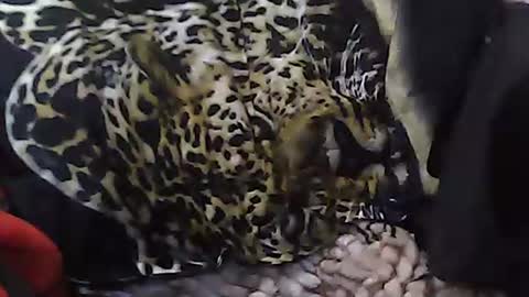 bigcock977654 online show from February 17, 11:31 pm