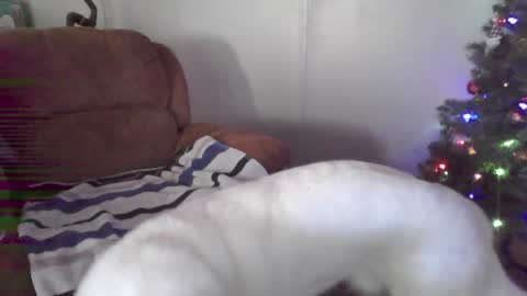 Bone daddy online show from January 3, 3:12 pm