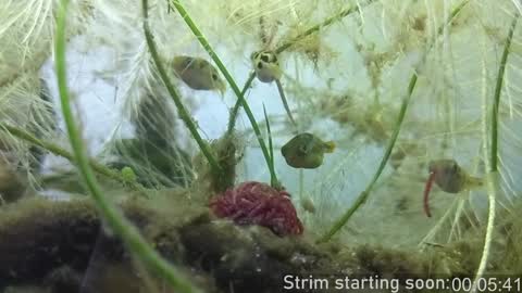 Booker Baxton online show from December 29, 4:05 am