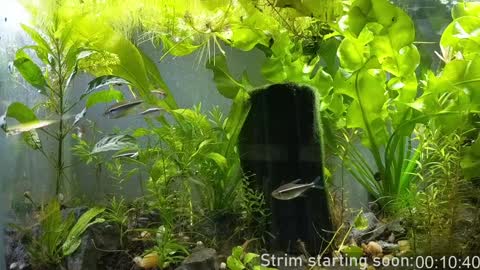 Booker Baxton online show from January 7, 3:58 am