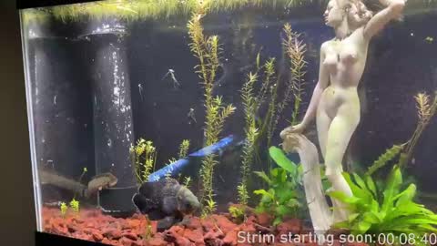 Booker Baxton online show from February 12, 4:01 am