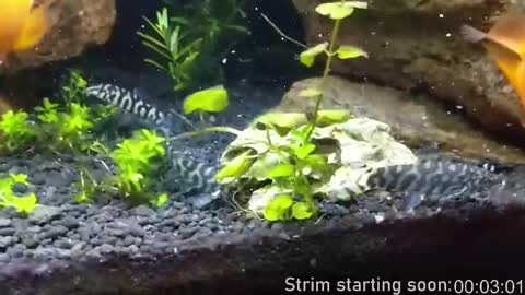 Booker Baxton online show from March 6, 4:08 am