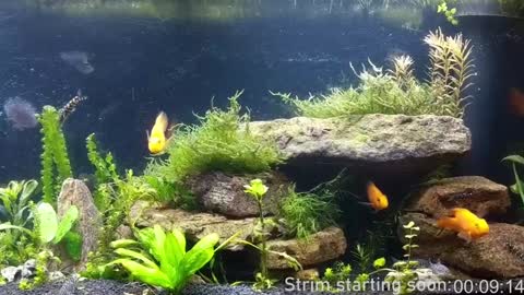 Booker Baxton online show from January 4, 4:01 am