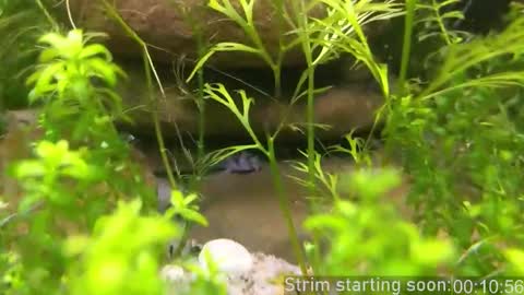 Booker Baxton online show from October 19, 3:00 am