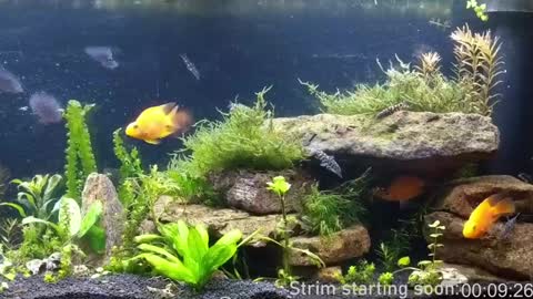 Booker Baxton online show from January 10, 4:01 am