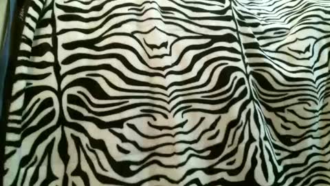 bustinfree online show from December 1, 7:39 pm