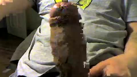 chicagosuburbs7 online show from March 16, 1:12 am