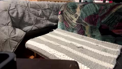 deknaux online show from February 1, 5:05 pm