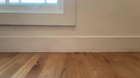 ed_wood2003 online show from March 17, 7:27 pm