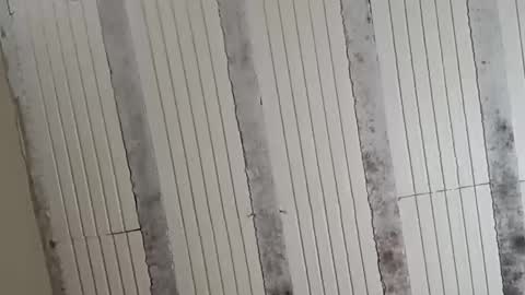 Sebastin online show from October 13, 3:45 am