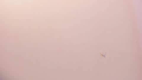 Eryon online show from January 5, 5:27 pm