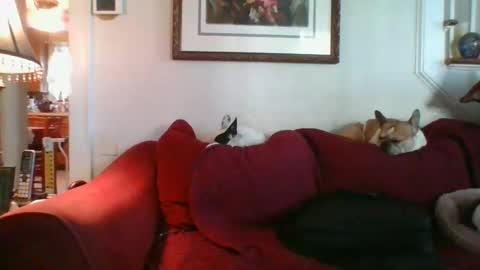 falconbator8 online show from December 9, 2:29 pm