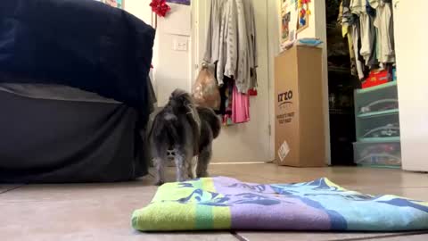 Getngetout88 online show from December 19, 4:35 pm