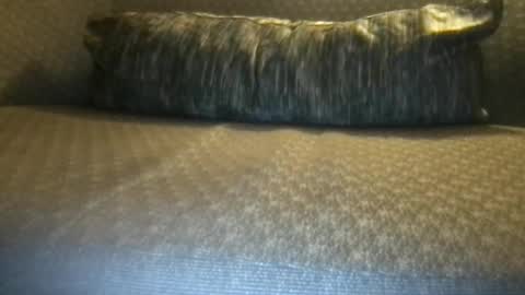 Dynasty online show from April 23, 6:40 am