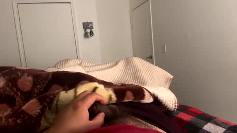 se le perdio algo perra hp online show from February 24, 8:06 am