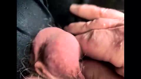 petrol63102 online show from March 24, 1:16 pm