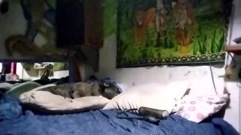 radliksu online show from December 29, 11:40 am