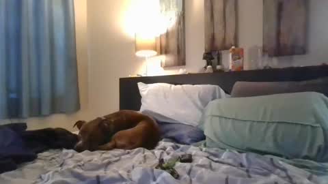 remi_jace online show from October 14, 4:14 pm