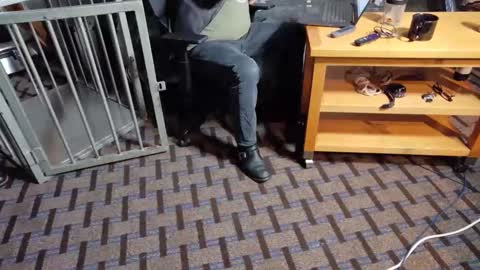 RoughnBootz online show from February 10, 12:30 am