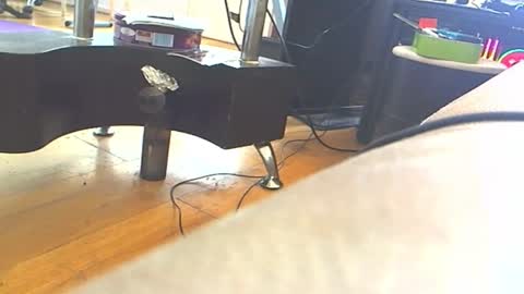 Snapshot of tigratof chatting on January 4, 11:11 am Tigratof online show from January 4, 11:11 am