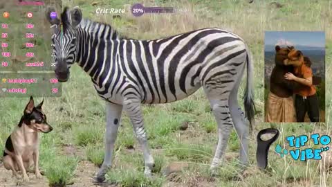 Tomaz62a online show from November 2, 12:15 am