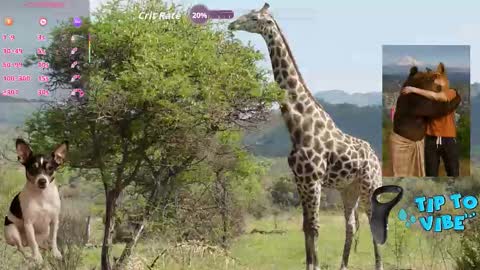 Tomaz62a online show from October 31, 12:01 am