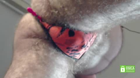 Pipo online show from January 28, 7:00 pm