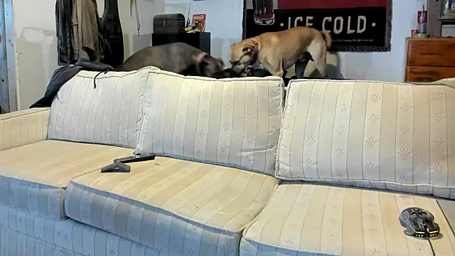 jayshort786 online show from November 9, 2:32 pm