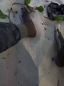 blacks couples online show from February 2, 2:34 pm