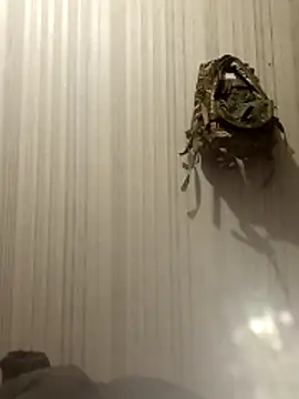 Nik888Nik888 online show from February 17, 8:52 pm