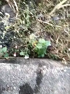 royalrohan3245 online show from November 22, 11:54 am