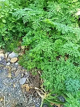 angelcachondo199211 online show from October 13, 4:46 pm