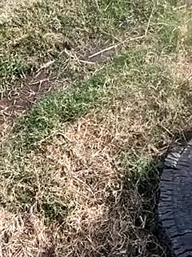 dolphiinn online show from July 20, 10:39 am