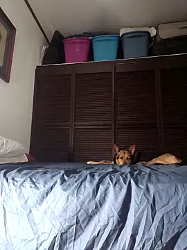 elargon dawn online show from November 20, 3:50 am