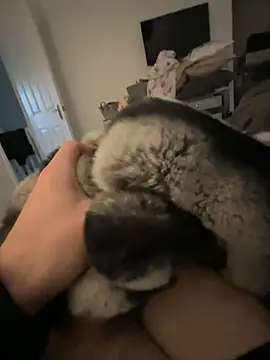 Snapshot of Furdale chatting on January 24, 2:41 pm Furdale online show from January 24, 2:41 pm