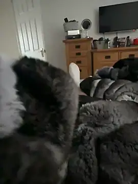 Furdale online show from March 26, 3:38 pm