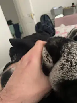 Snapshot of Furdale chatting on December 19, 1:07 pm Furdale online show from December 19, 1:07 pm