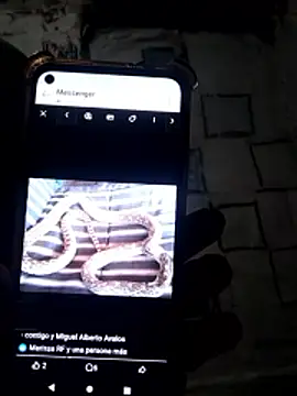 Wero4200 online show from January 15, 8:51 am