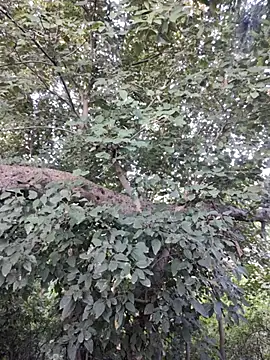 Rinku5553 online show from October 30, 2:13 am