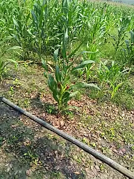 kummuduabbai online show from March 27, 5:33 am