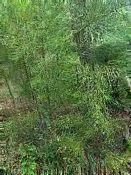 Gopal1243 online show from October 21, 1:20 am